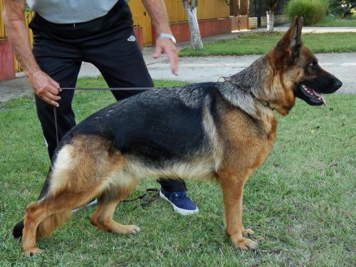 Zara of assaracus
